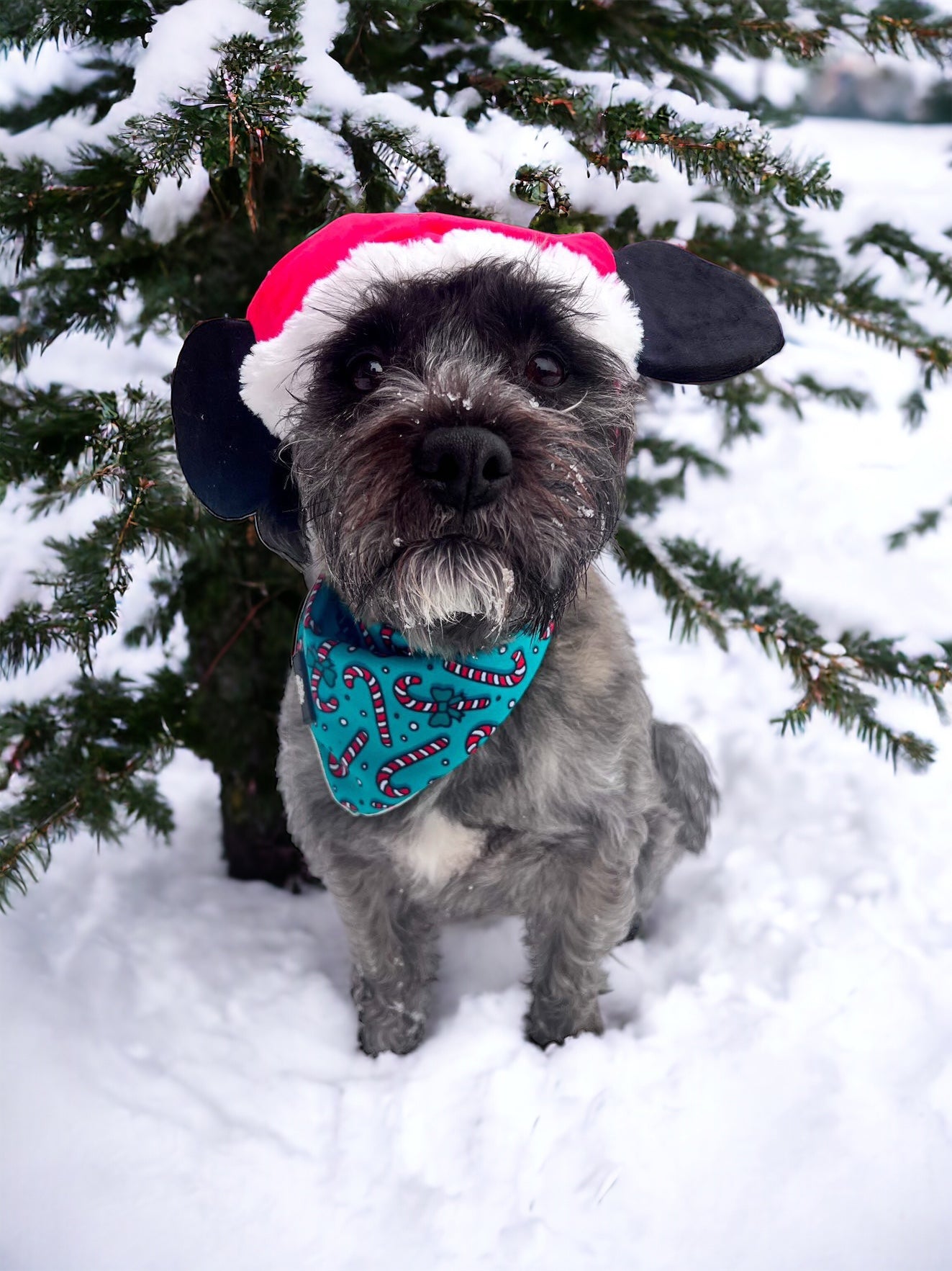 Candy Cane Cutie - Bandana