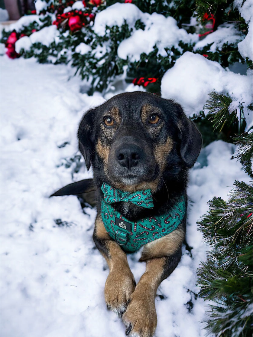 Candy Cane Cutie - Bow Tie